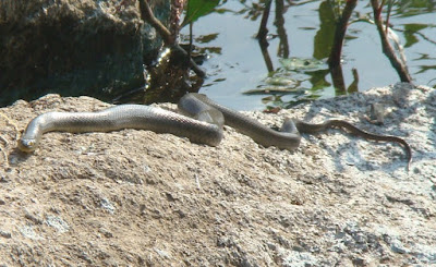 Water snake basking