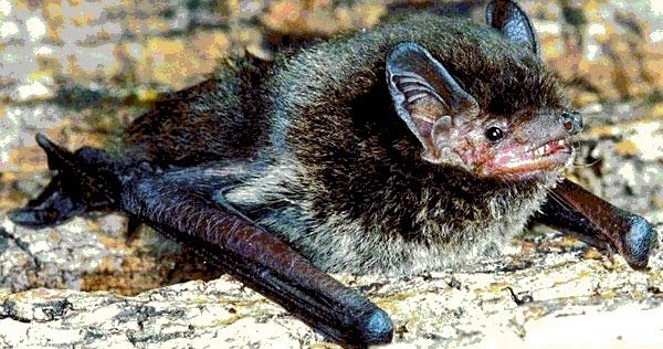 Mammals lk හීන් කොස්ඇට වවුලා (Least Pipistrelle)