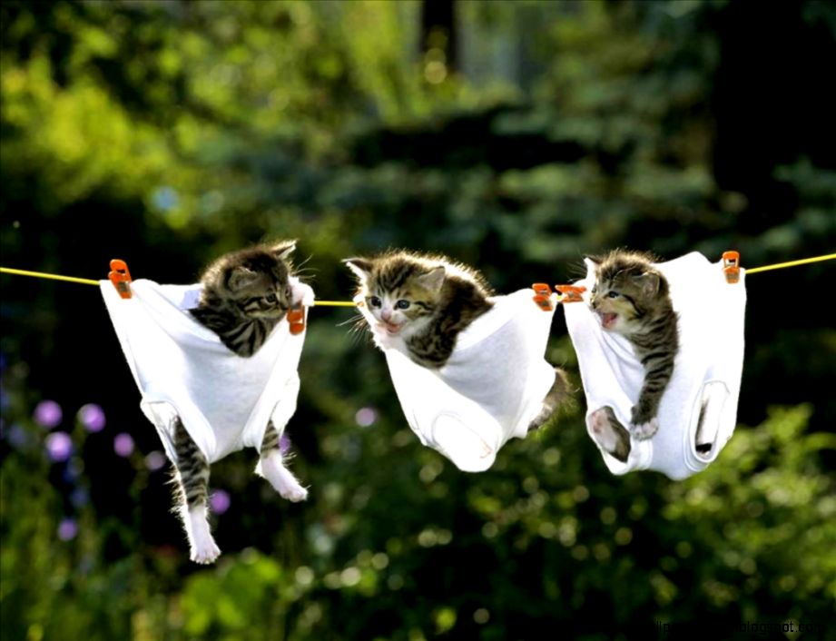 Funny Animals Pictures and Images