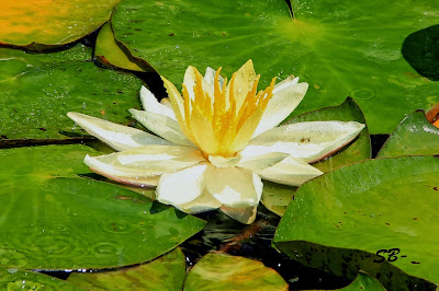 Beauty Flower: Lotus Flowers