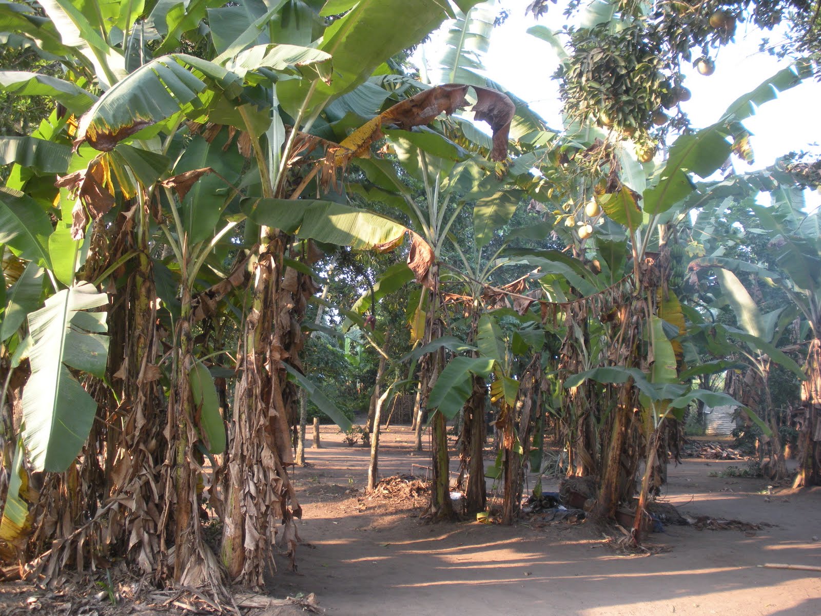 Mission in the Congo Trees in Congo