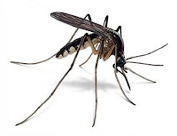 Los Insectos. Generalidades- mosquito
