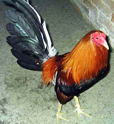 GALLO DE JUEGO KELSO 