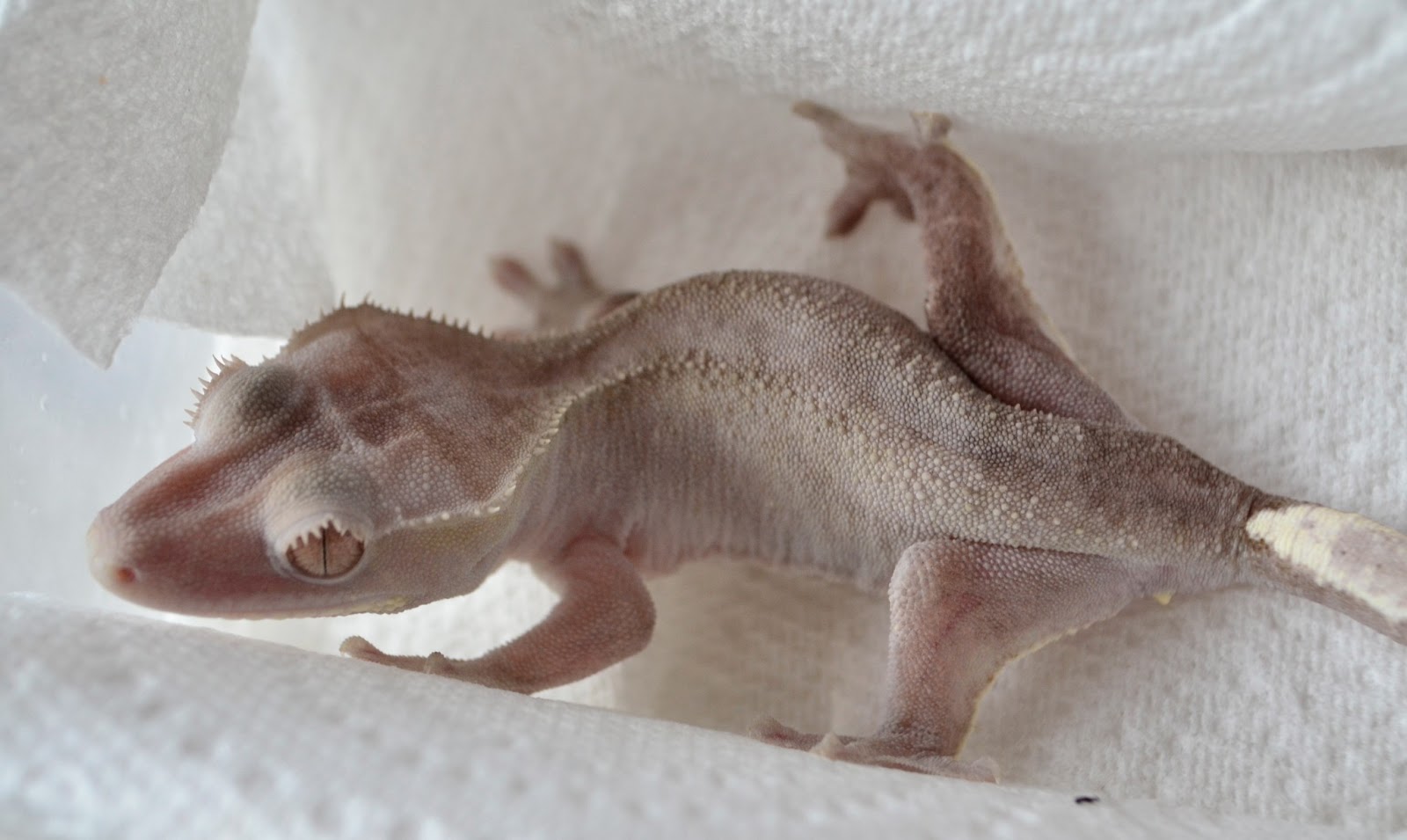 Crested Geckos Blog: Fired up and down crested geckos
