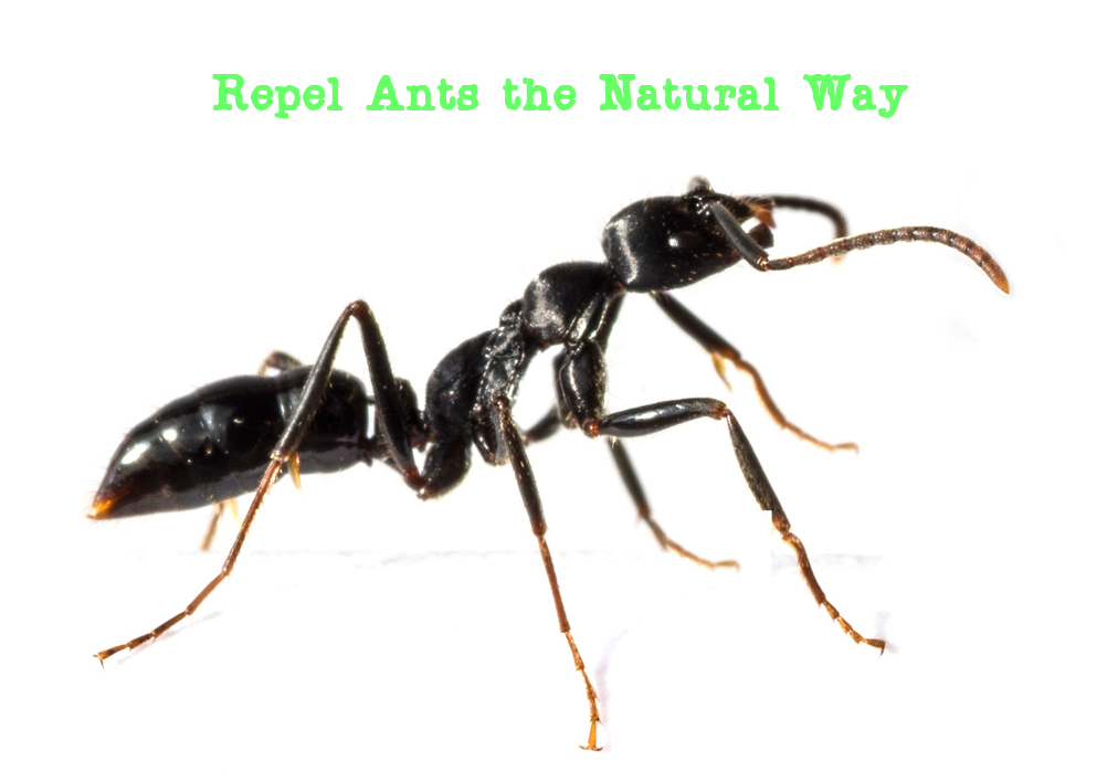 Repel Ants the Natural Way Hello Green Beauty