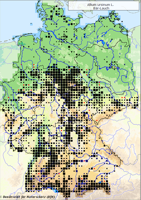 Der denkende Mensch . . .: Beobachtung eines Massenmordes - Bärlauch
