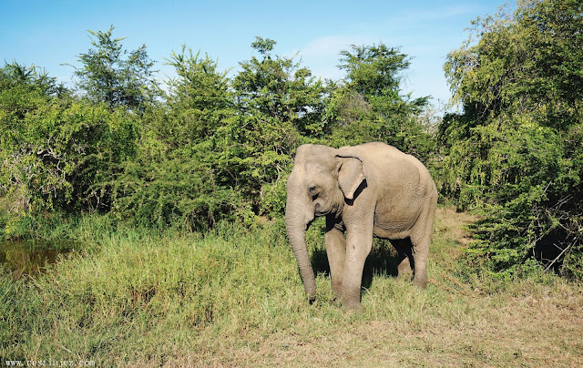 Sri Lanka