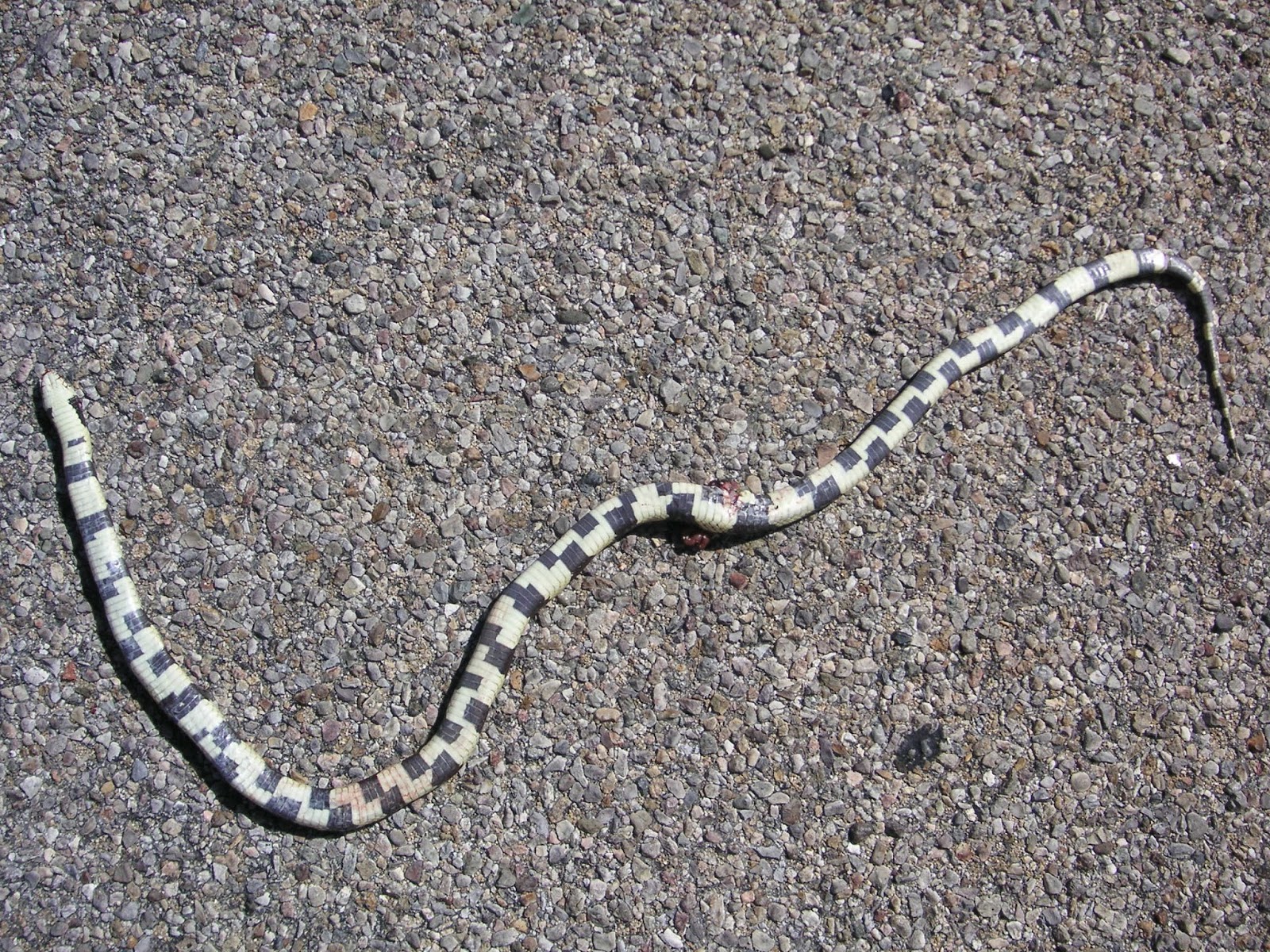 Nature ID CA kingsnake 06/03/14 Pinnacles