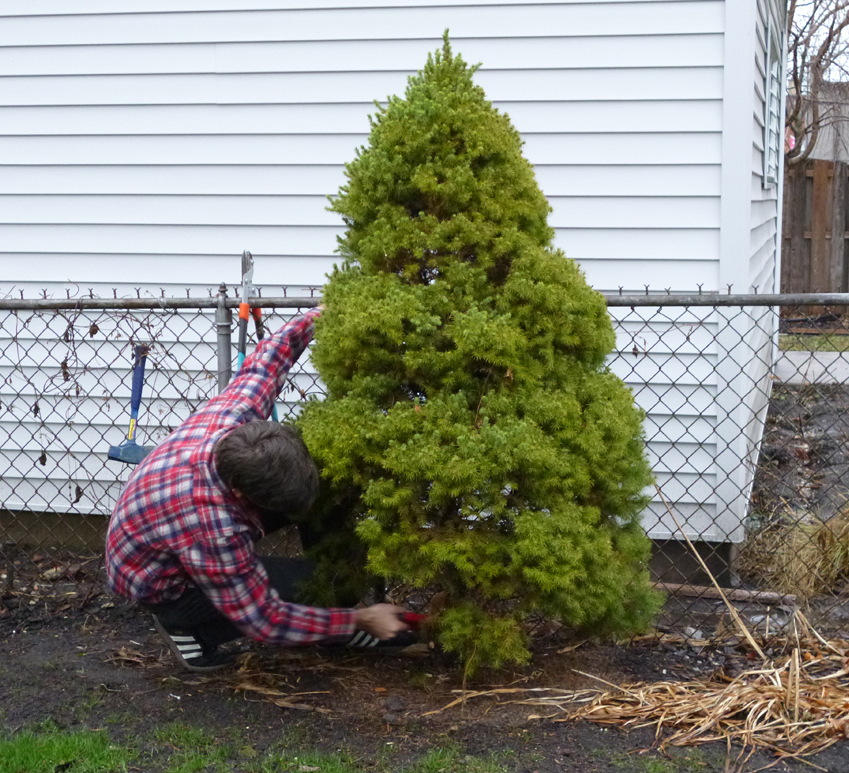 the test nest O Christmas Shrub, O Christmas Shrub