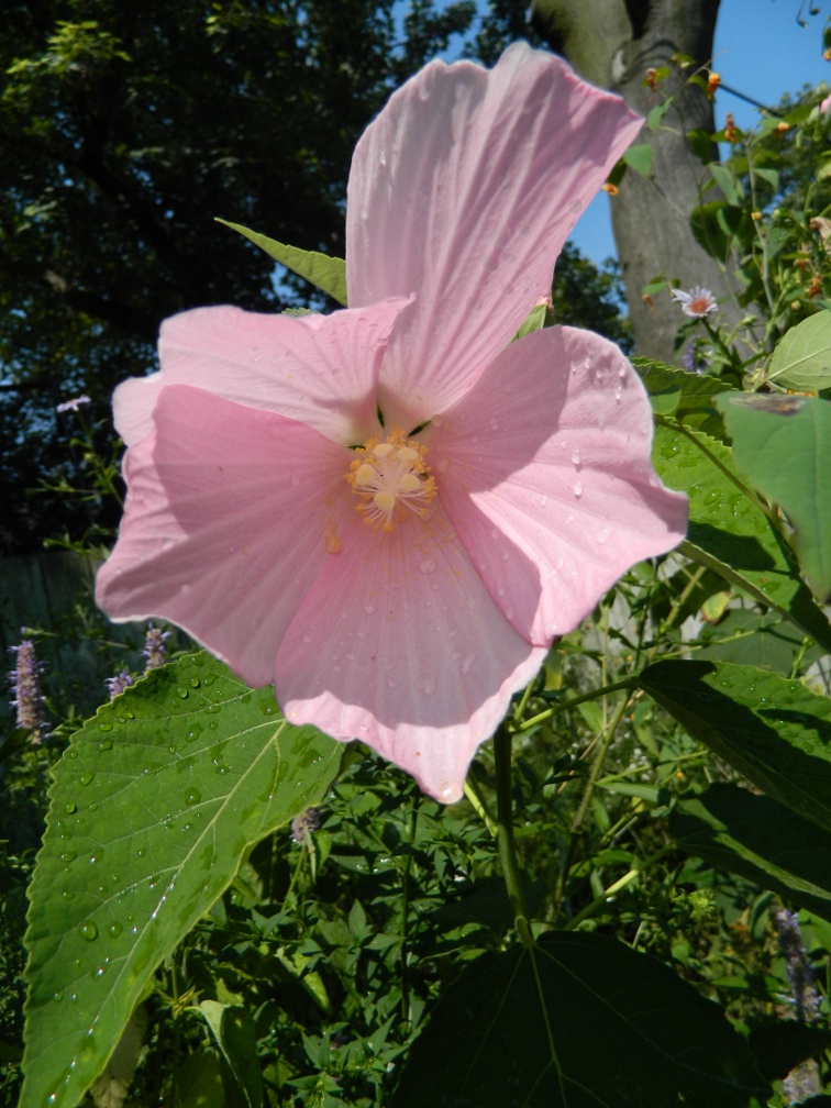Swamp Rose Mallow Hibiscus moscheutos bloom ecological gardening by garden muses-a Toronto gardening blog
