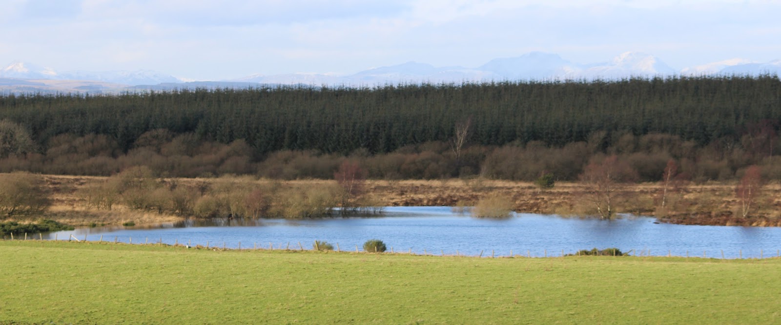 Angus' Bean Goose Blog News Update from Slamannan 3 Feb 2016