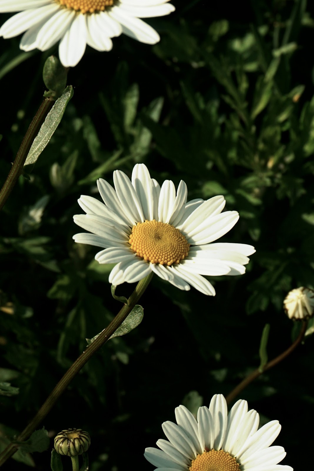 仏蘭西菊の花が三つ縦に咲いている