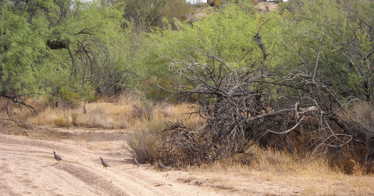 Missives from Missouri Q is for quail