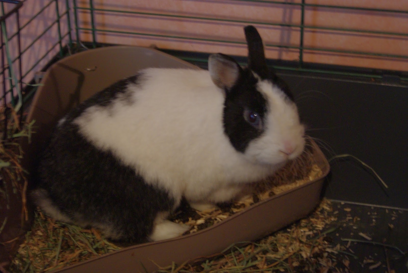 Combien De Fois Par Jour Mange Un Lapin Nain
