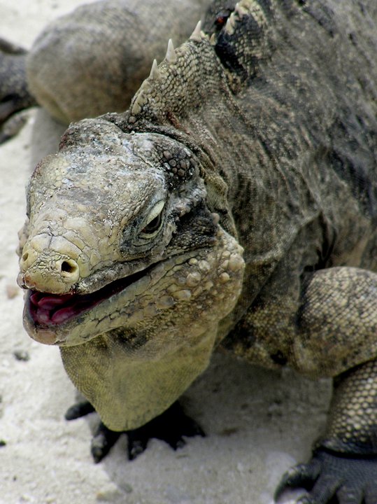 witblits-bearded-dragon-for-sale-4.jpg