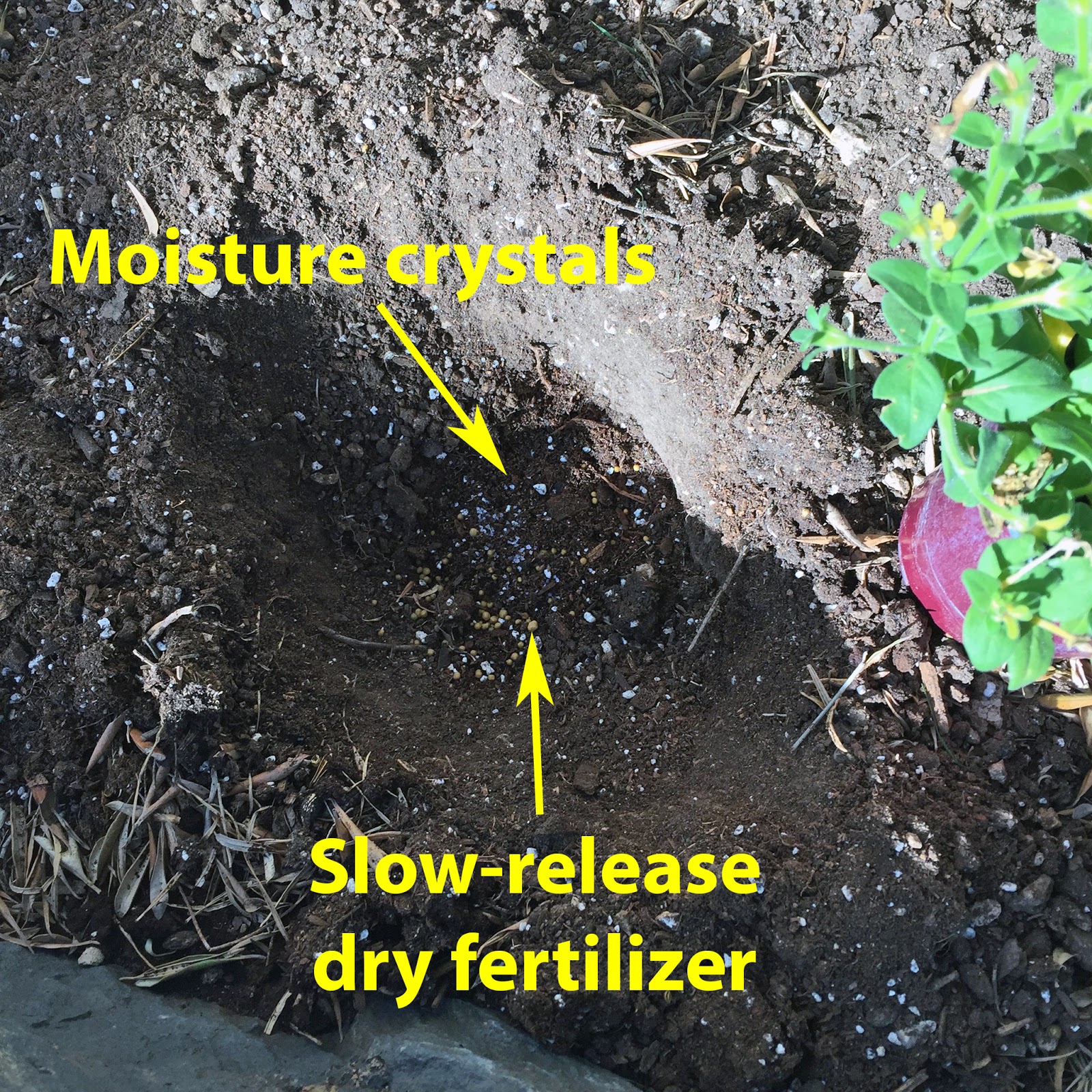 Brad's Tropical Paradise How to plant petunias in Phoenix, Arizona