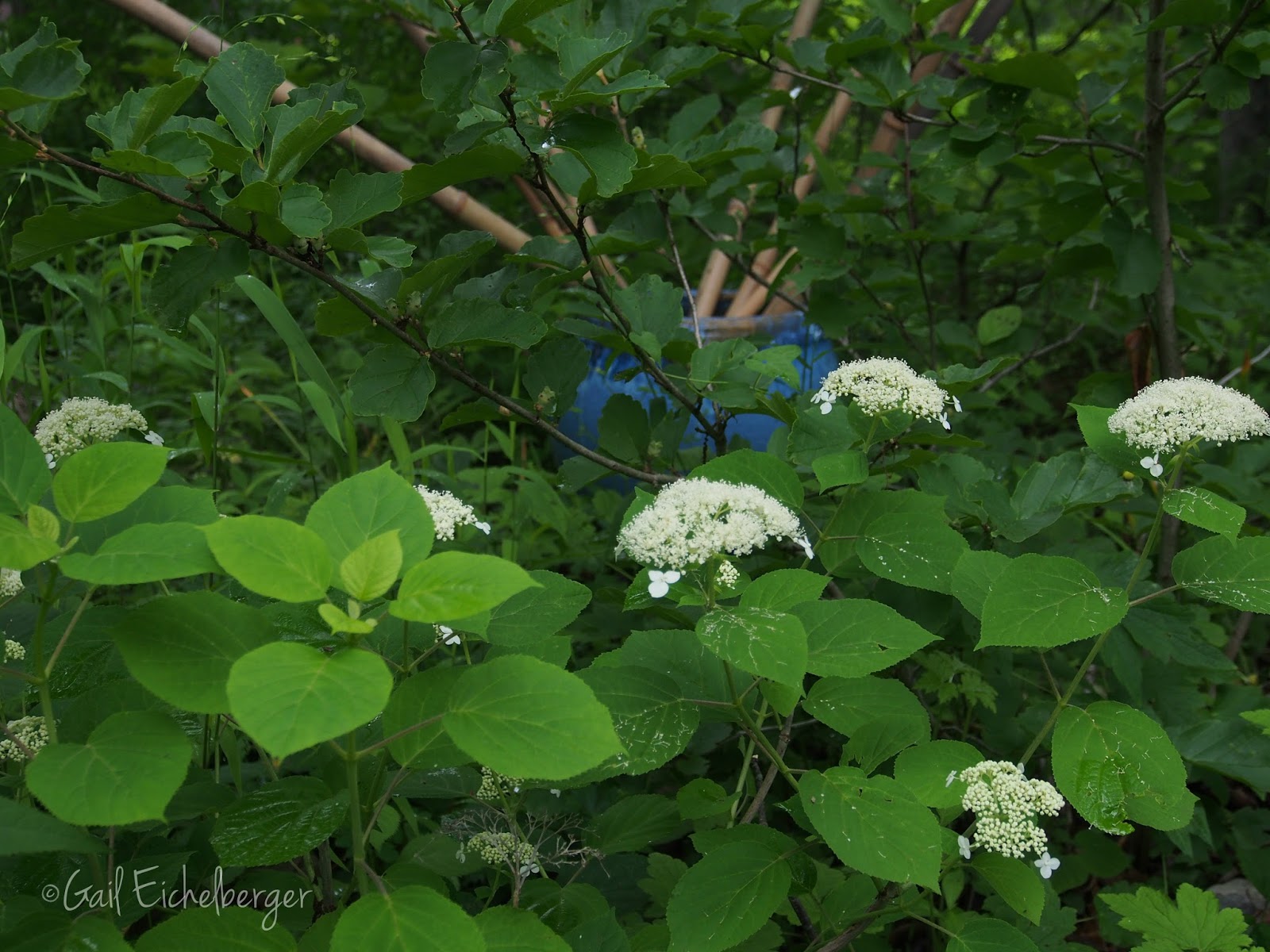 Botanic Bleu Tips To Get Hydrangeas To Bloom
