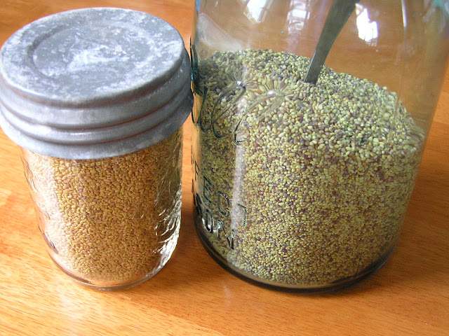alfalfa seeds, red clover seeds