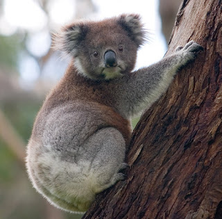 Penampakan Siluman Koala dengan seorang Ibu Cantik di India