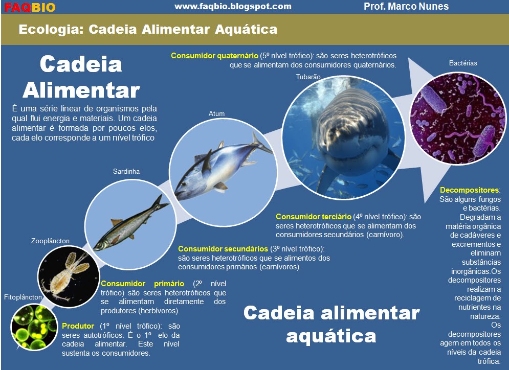 FAQBIO Apoio ao Estudo de Biologia FICHA RESUMO ECOLOGIA CADEIA ALIMENTAR AQUÁTICA FAQBIO Apoio ao Estudo de Biologia FICHA RESUMO ECOLOGIA CADEIA ALIMENTAR AQUÁTICA