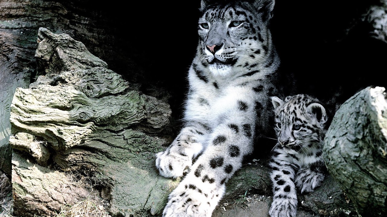 Why Snow Leopards Are Endangered - Danger Choices