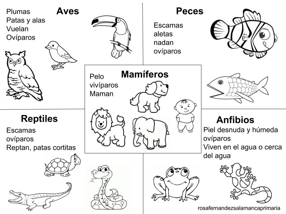 Maestra de Primaria: Animales vertebrados e invertebrados. Clasificación y  características. Vídeo canción.