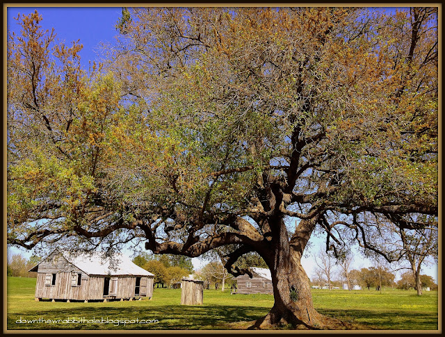oak tree with slave cabins, St Joseph's slave cabins, New Orleans plantations, Louisiana