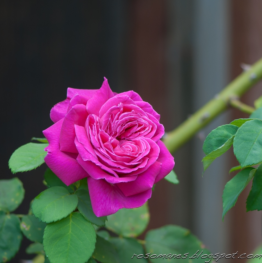 A Rose is a Rose...: Midsummer Roses