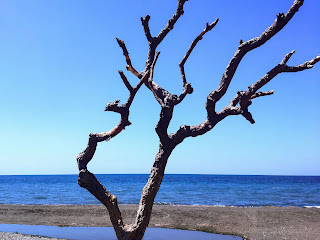 Dried Tree Branches At The Beach In The Sunny Day At Lokapaksa Village, Seririt, North Bali, Indonesia