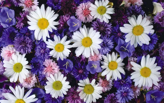 Foto paarse en witte bloemen