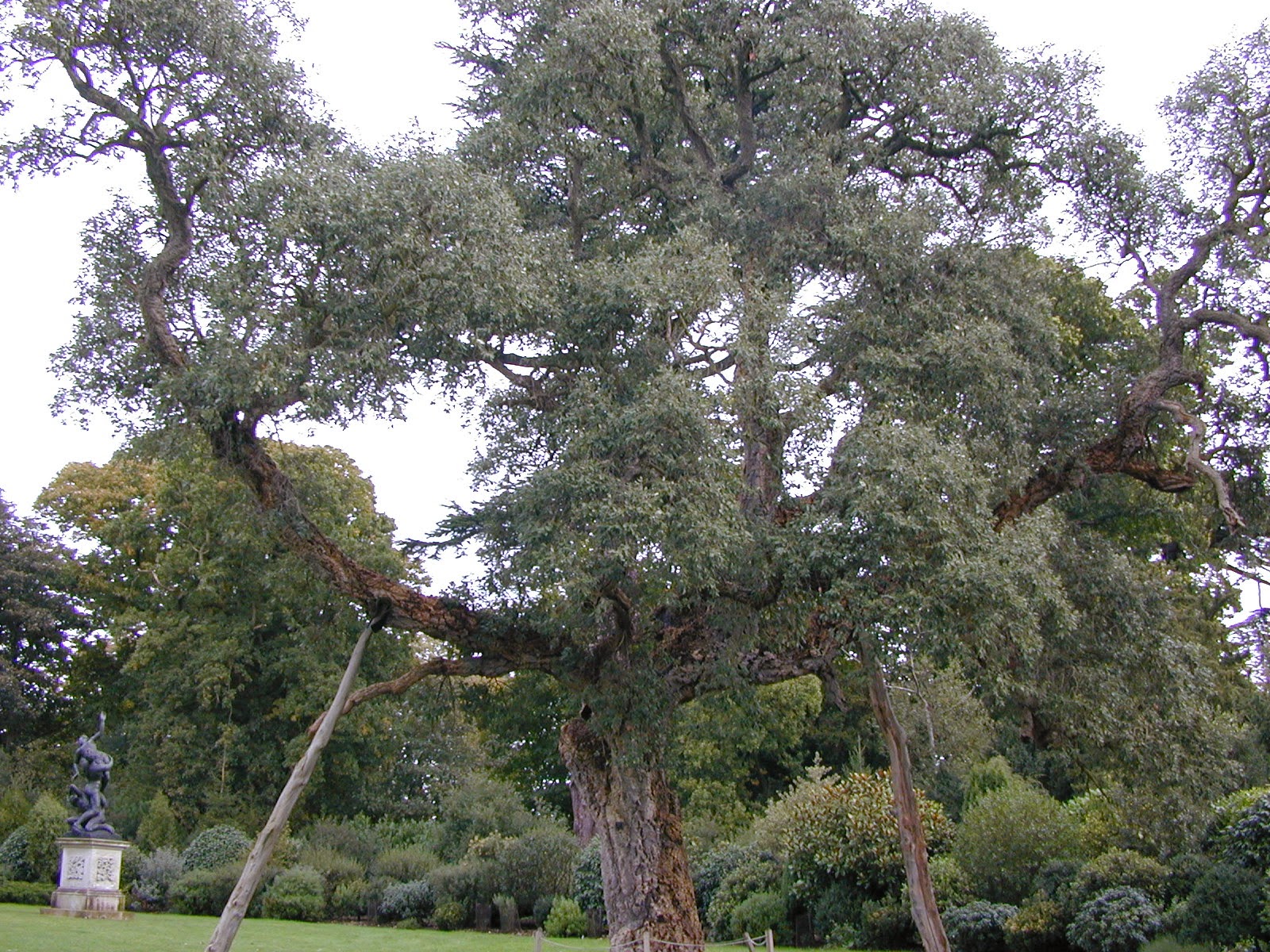 Trees of Santa Cruz County: Quercus suber - Cork Oak