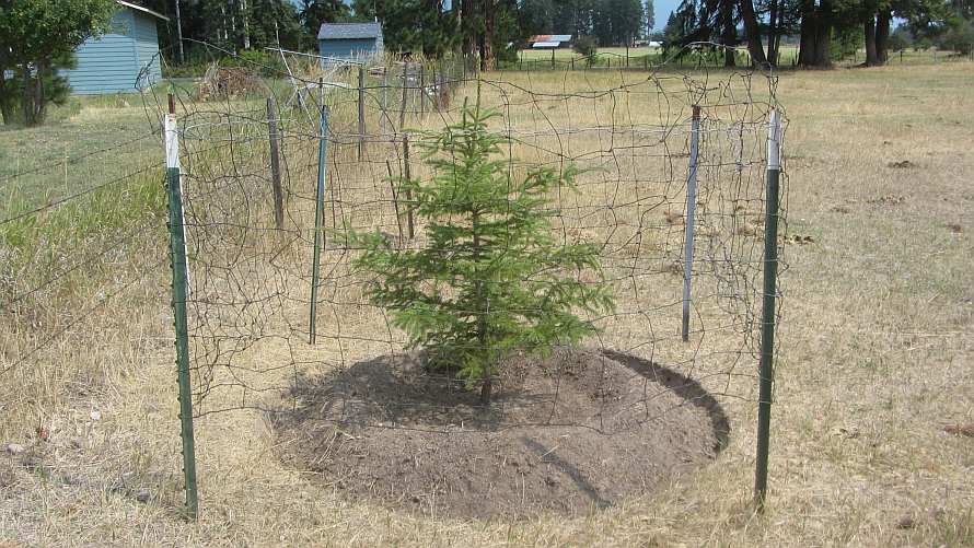 Life among the Tall Pines Protecting trees from the horses