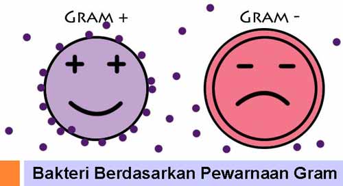 Pengelompokkan Bakteri Berdasarkan Pewarnaan Gram (bakteri gram positif dan negatif), ciri-ciri serta Contohnya