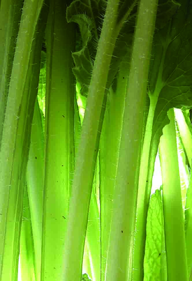 Cofradía de la borraja y el crespillo de Aragón: junio 2012