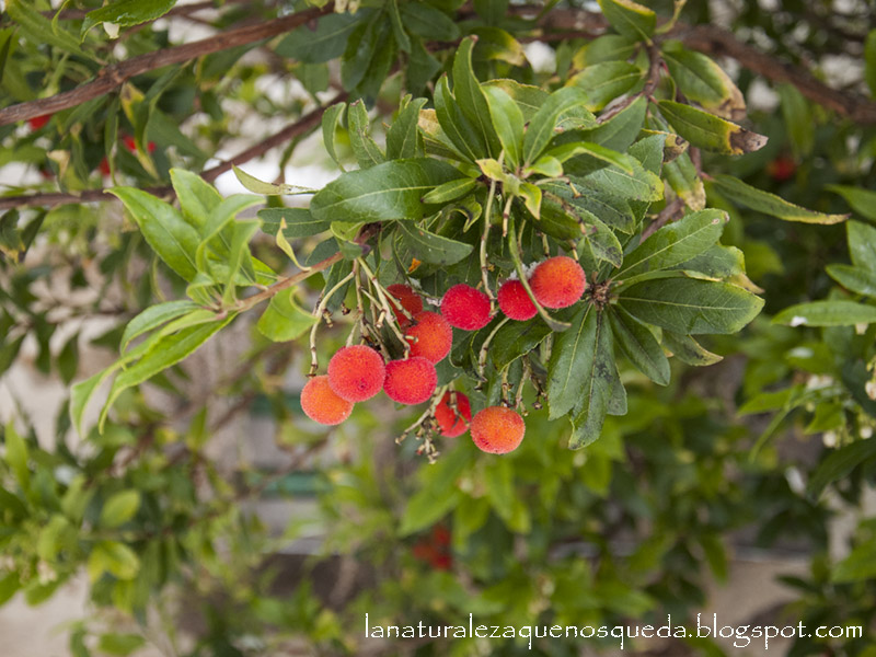 La Naturaleza que nos queda: El madroño de un pueblo