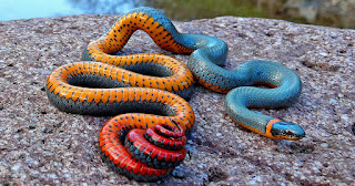 Woman cries out after ritual snake makes love to her