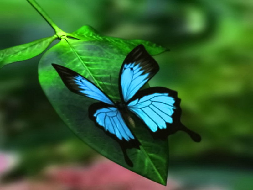 Sandra Tinitana Especies De Mariposas