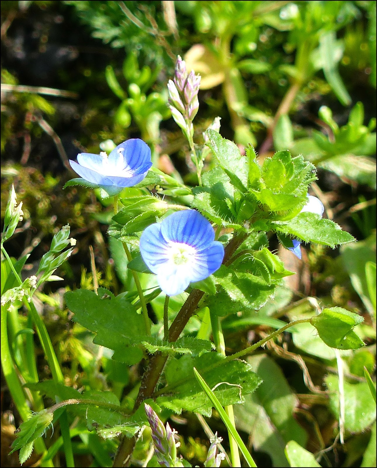 'Our' OnLine Diary 'Weeds are flowers too, once you get to know them'