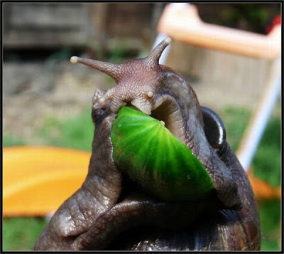Giant Snails, Photos of Snails, Snail Photos