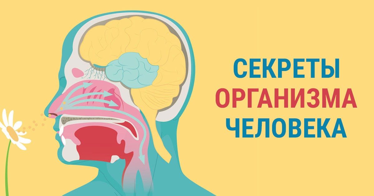 Книжка анатомия для детей. Тайны нашего организма. Секреты организма человека. Энциклопедия. Секреты организма человека.