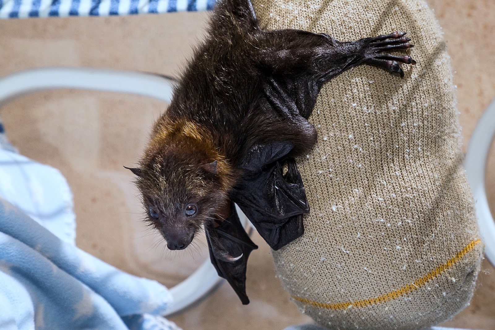 Rescue & Rehab Baby Megabat survived a firstever Csection Flying