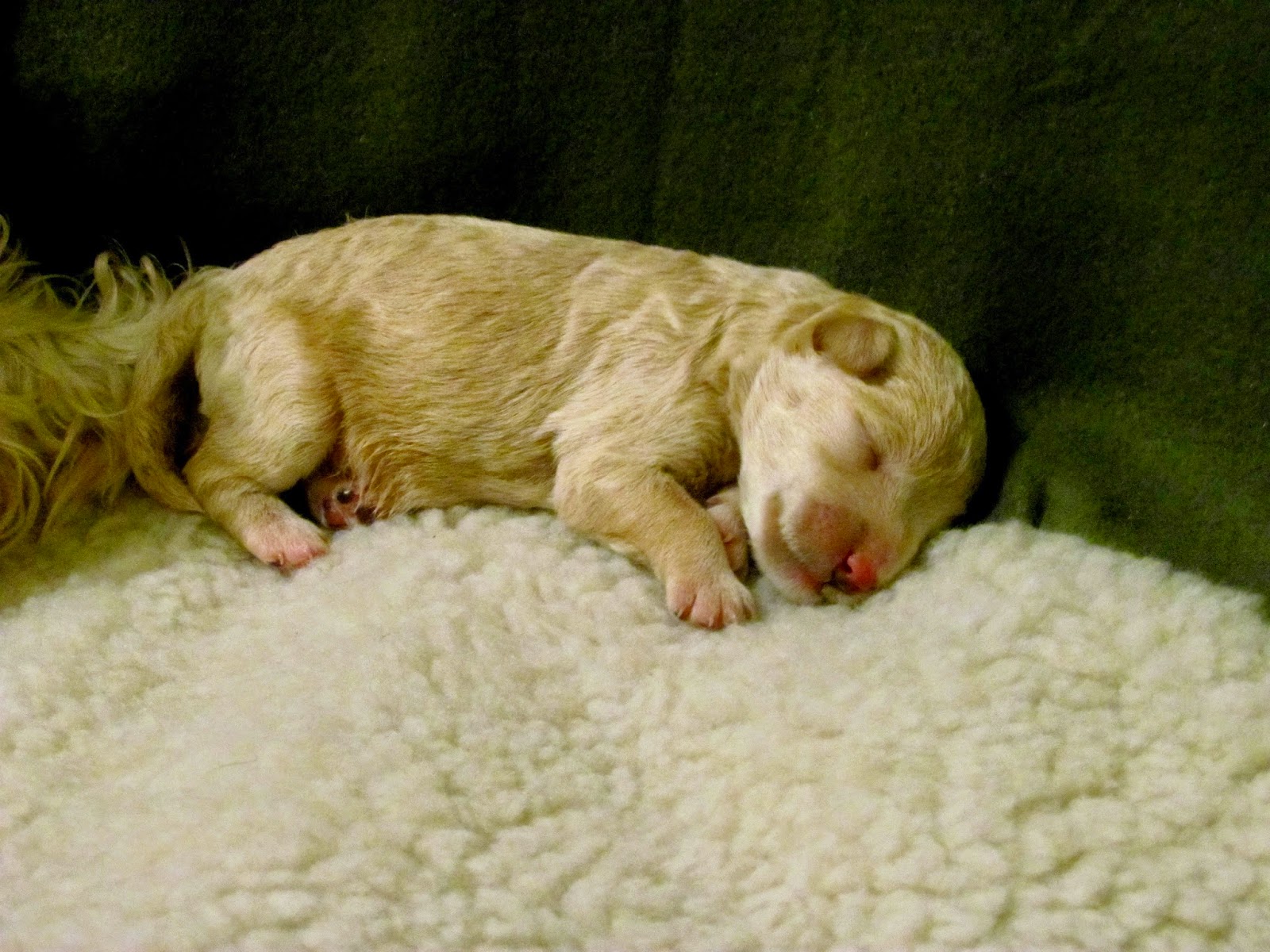 Growing Puppies Virginia Schnoodle Breeder Hypoallergenic Dogs Dew