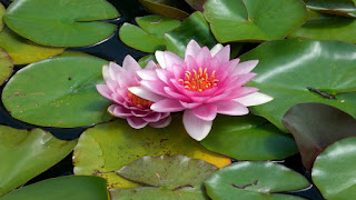 Top New lotus flower full hd wallpapers pictures gallery. Download lotus flower full hd wallpapers and background images Top New lotus flower full hd wallpapers pictures gallery. Download lotus flower full hd wallpapers and background images