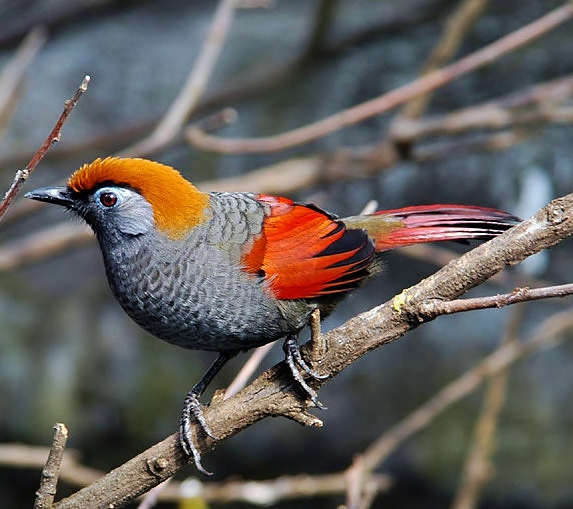 Birds the World: Red-tailed laughingthrush
