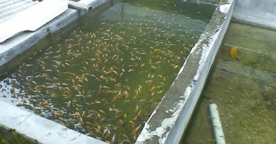 pemijahan ikan nila