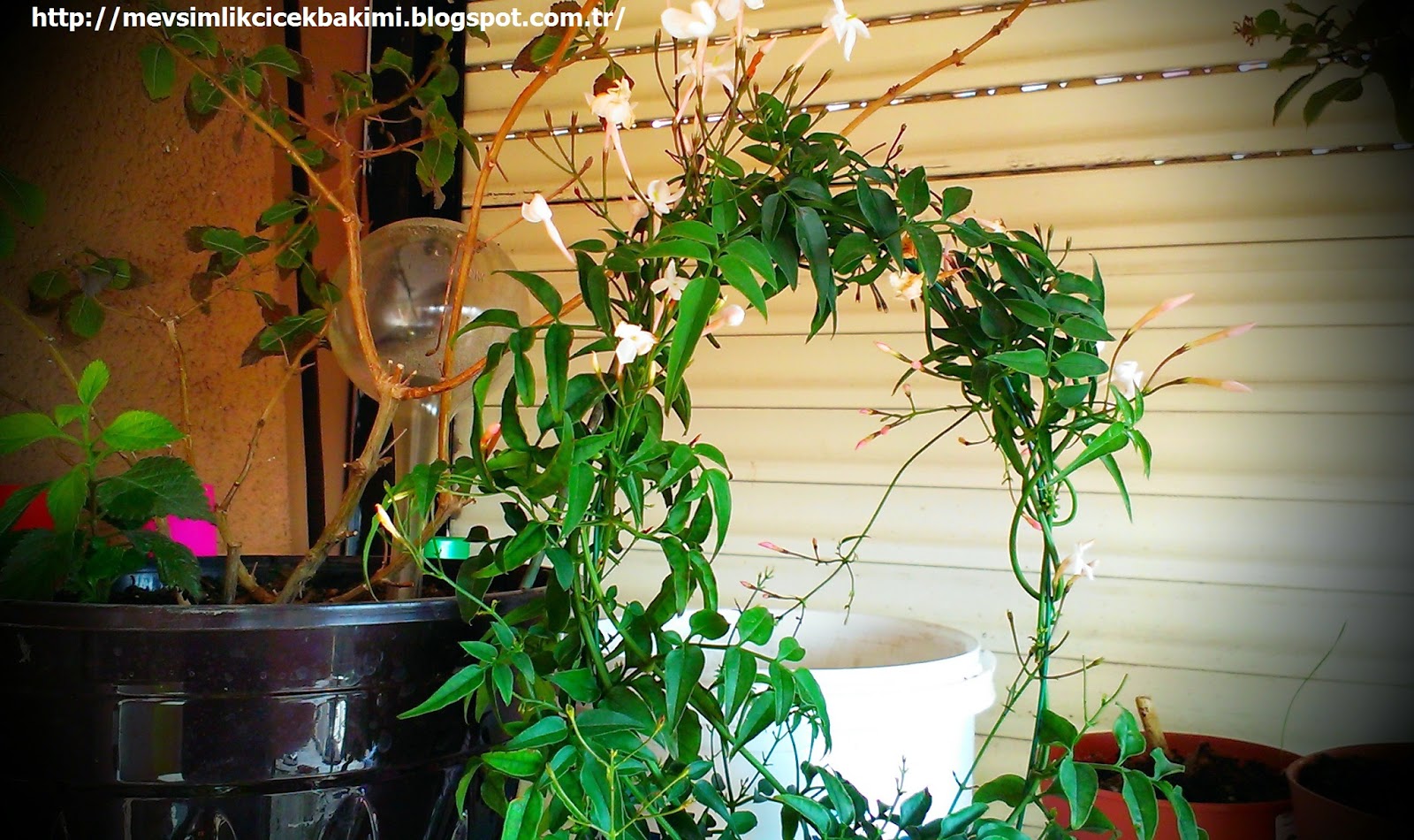 YASEMİN (Jasminum Polyanthum) BAKIMI Çiçek Bakımı, Çiçek