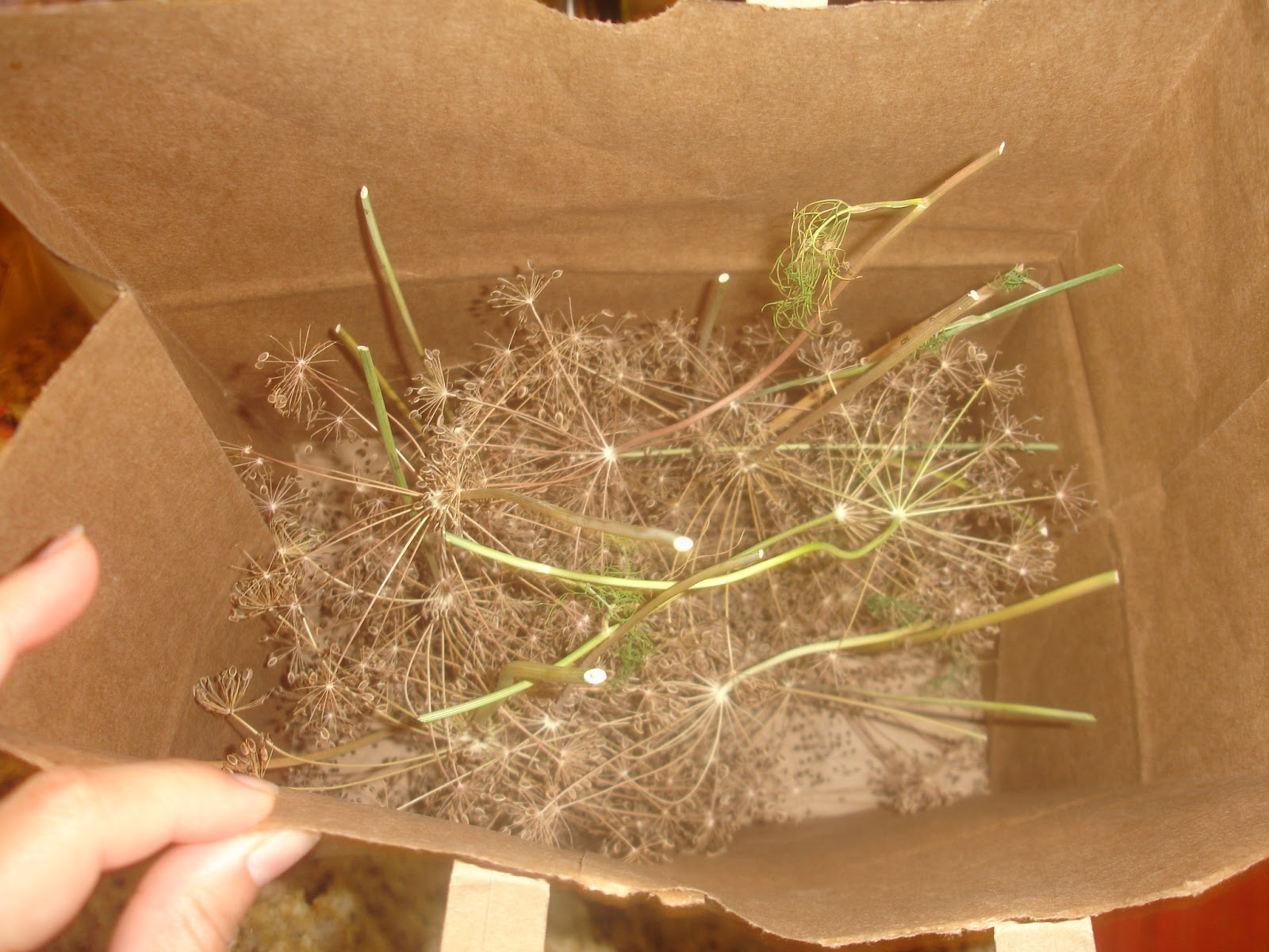 Our Provident Life Harvesting Dill Seed