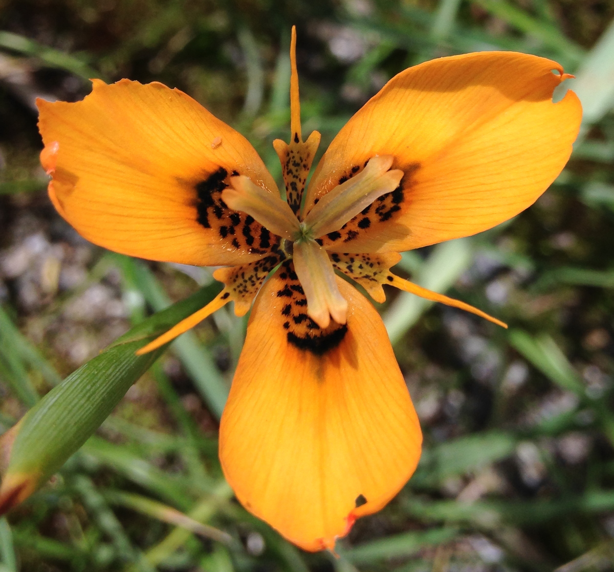 Growing Cool Plants Moraea MM 1266