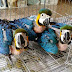 Harga Burung Anakan African Grey Macaw Terbaru 2023