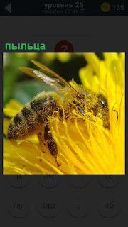Пчела собирает пыльцу на цветке желтого цвета